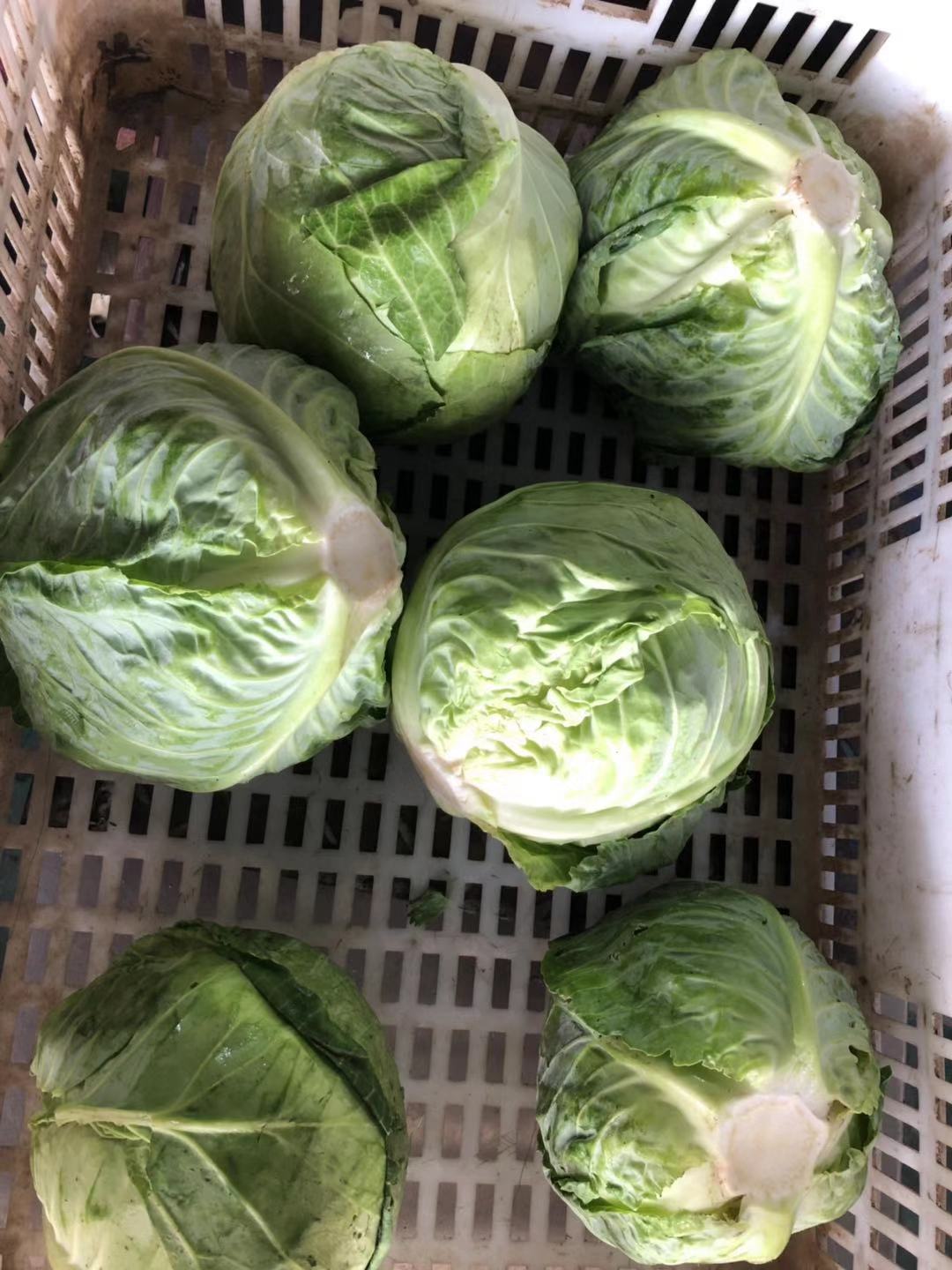 China new season cabbage / fresh vegetales mixed items export