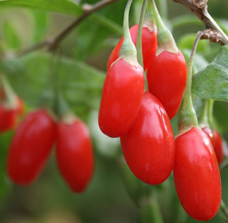 Goji(Wolf) Berry Powder-Polysaccharides