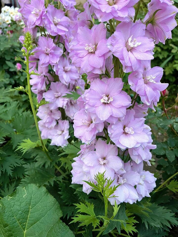 الدلفينيوم الوردي Pink Delphinium