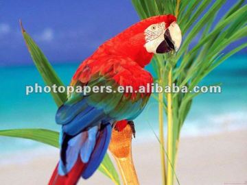 Magnetic Inkjet Paper(sheet/roll)