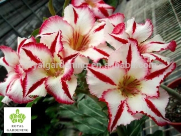 Adenium obesum ( Desert rose)