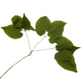 Epimedium extract contains 50% icariin