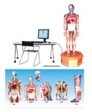 Multimedia anatomy teaching with transparent simulated human demonstrations