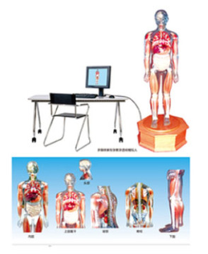 Multimedia anatomy teaching with transparent simulated human demonstrations