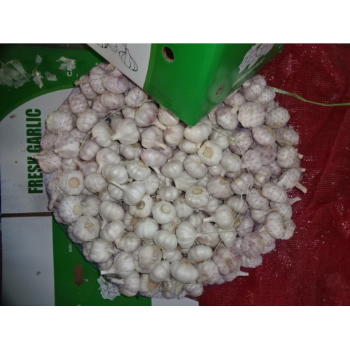 2020 High Quality Normal White Garlic