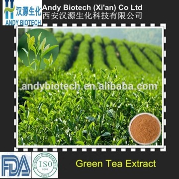 China supplier green tea extract tea polyphenol