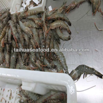 fresh shrimps 8-10