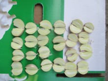 Normal White Fresh Garlic