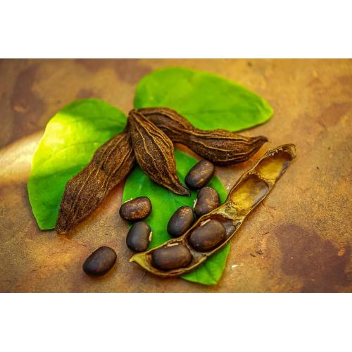 MUCUNA PRURIENS TOP GRADE EXTRECT 98% L-DOPA/Levodopa