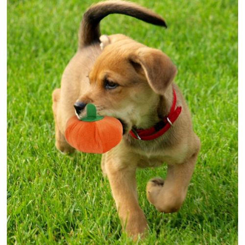 13 giocattoli cigolanti per cani