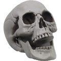 Skeleton Skull for Halloween Decor