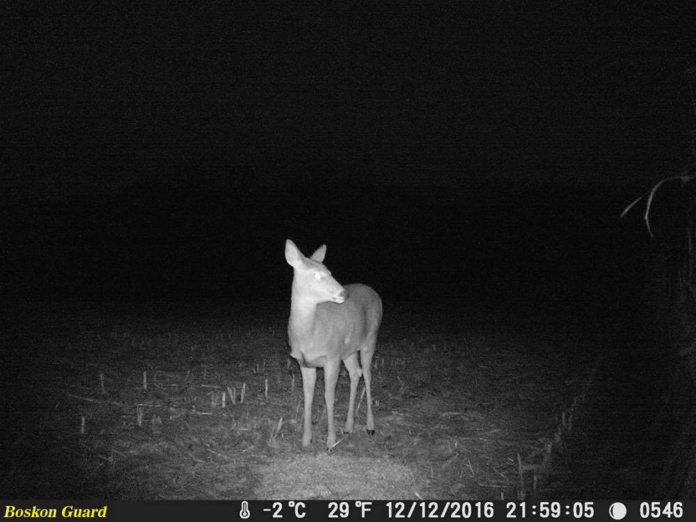 hunting trail camera