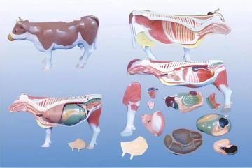 Anatomical model of cattle