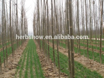 Paulownia 9503 Root Cut for planting