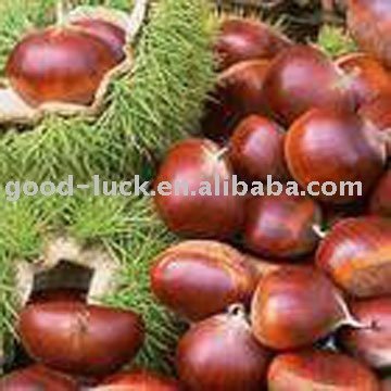 Chestnut, High Quality