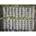 Hot Sale Pure White Garlic 2020