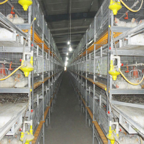 sangkar ayam broiler automatik