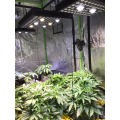 Flashsale AGLEX Oświetlenie do uprawy w pomieszczeniach Hydroponic ir 800W