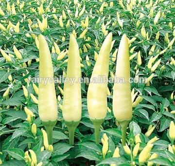 Hot Milk White pepper seeds ornamental pepper seeds Chili Seeds for planting