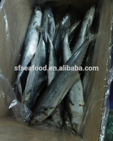 chilled fish spanish mackerel