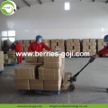 Approvisionnement d&#39;usine fruits sain Ballas De Goji Berry