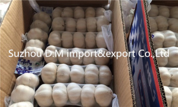 White garlic export