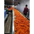 2020 Nouvelle récolte de carottes fraîches à bas prix