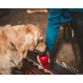 Αυτόματη διανομέα νερού Dogmug