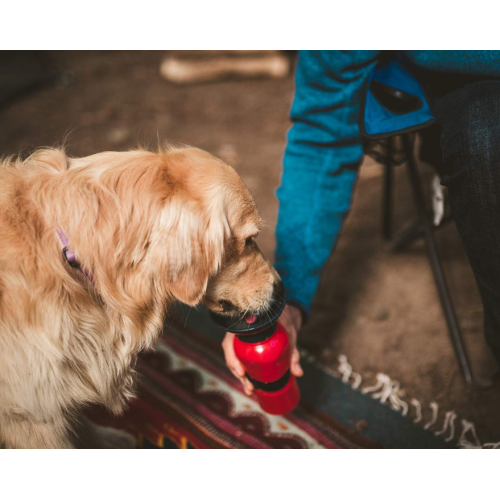 Auto Dogmug Wasserspender