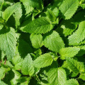 10:1 content menthol peppermint extract