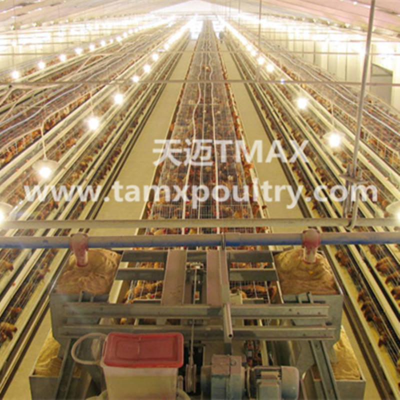 A Type Broiler Farming Equipment