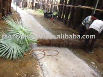 fortunei windmill palms