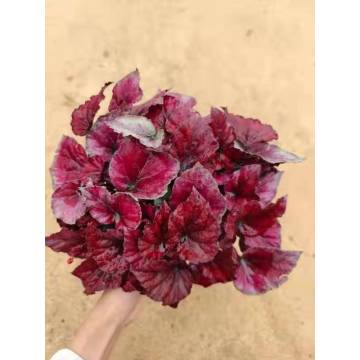 professional made begonia 11