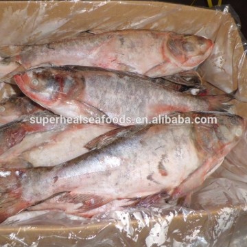 Silver Carp 500-1000g