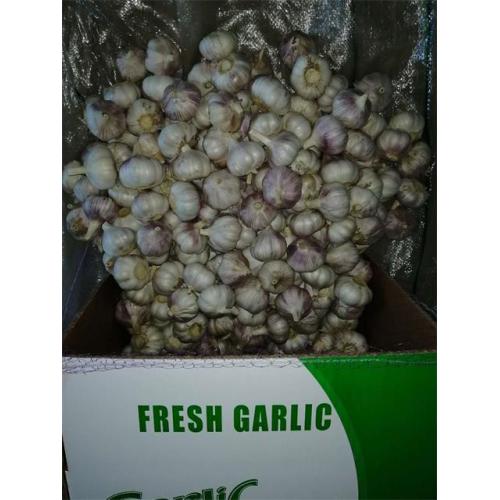 Wholesale Normal Garlic 2020