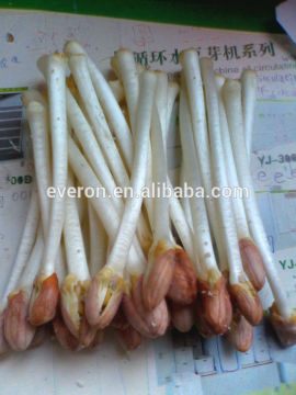 100kg-1000kg peanut sprout machine