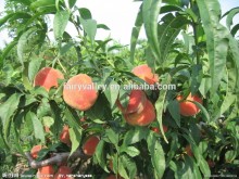 2014 High Quality Fruit Tree Seeds Peach Seed For Sale