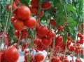 2016 gewas nieuw tomatenpuree met 36-38% Brix