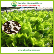 Plant Bulk Leaf Black Seeded Simpson Lettuce Seeds