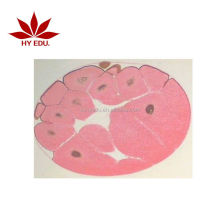 Frog Embryo Development Microscope Slide Set - Biology Educational