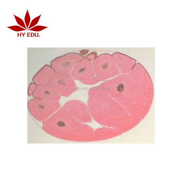 Frog Embryo Development Microscope Slide Set - Biology Educational