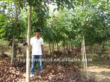 Cassia fistula trunk D8cm