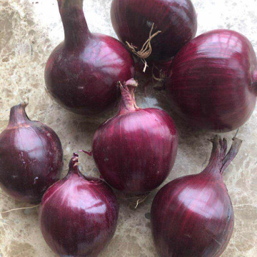 Onion Red Onions From GanSu