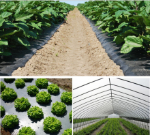 silo black/silver reflective mulch films for flooring greenhouse ,garden ,orchard, Black Plastic mulch film,Agricultural Plastic