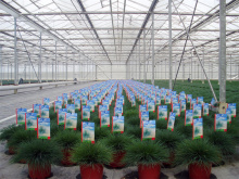 Vacuum Glass for Greenhouse Energy Efficiency Greenhouse