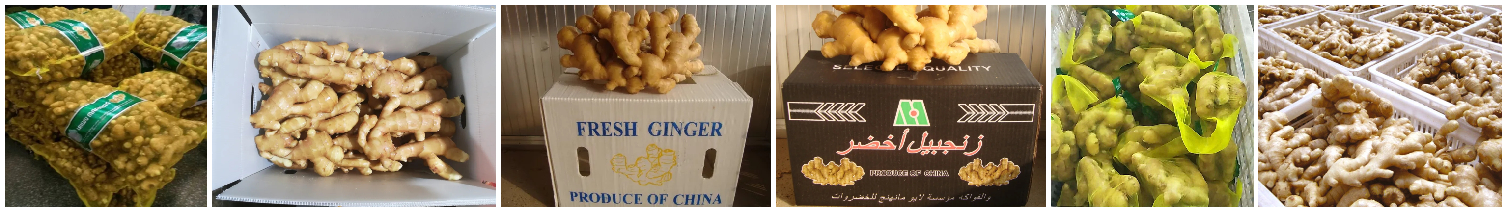 Ginger Packing