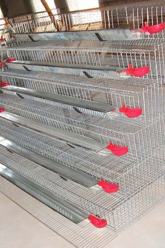 Jaula de codorniz tipo A/H 300-360 capacidad alambre galvanizado