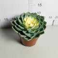 :Echeveria `Julius` with fast delivery