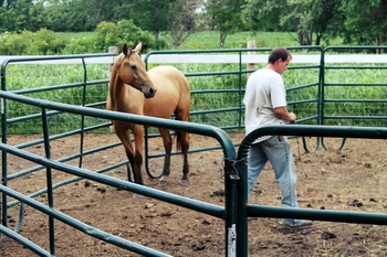 Horse Farm Popular Steel Carral Fence