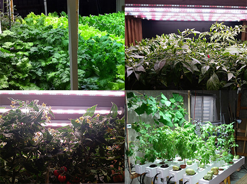 LED GROW LIGHT FOR GERMINATION DESIGN FOR HYDROPONIC CONTAINERS